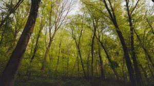 Wald, Bäume, Österreich, Natur, Grün, Nachhaltigkeit