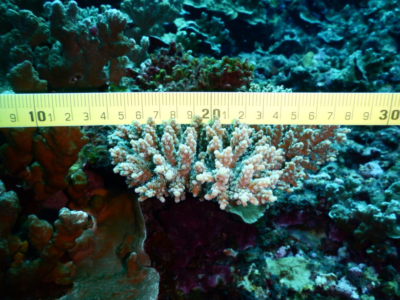 Vor Tahiti wurde ein riesiges Korallenriff entdeckt ©UBC Media Relations(CC BY-NC 2.0)