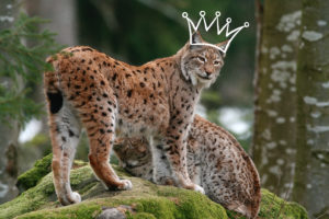 Der Eurasische Luchs ist Österreichs Tier des Jahres 2022 ©Josef Limberger/Naturschutzbund Österreich - Montage Tech & Nature