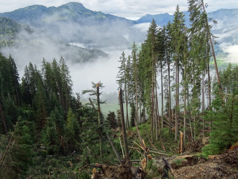 Windwurfschäden im Rantingwald, Juli 2021 @ÖBf-Archiv/R. Schilcher