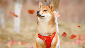 Shiba Inu © Jaycee Xie on Unsplash