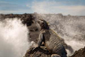 Laien sollen jetzt Meerechsen auf den Galapagos-Inseln zählen. ©Dr. Amy MacLeod