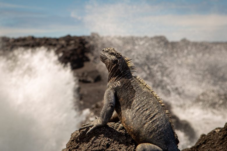 Laien sollen jetzt Meerechsen auf den Galapagos-Inseln zählen. ©Dr. Amy MacLeod