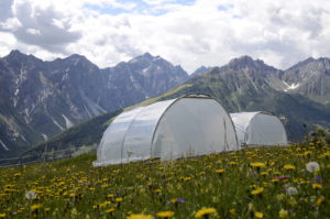 Dürren in Experimenten sind meist nicht so schlimm wie "reale" Dürren. © Eva Fessler