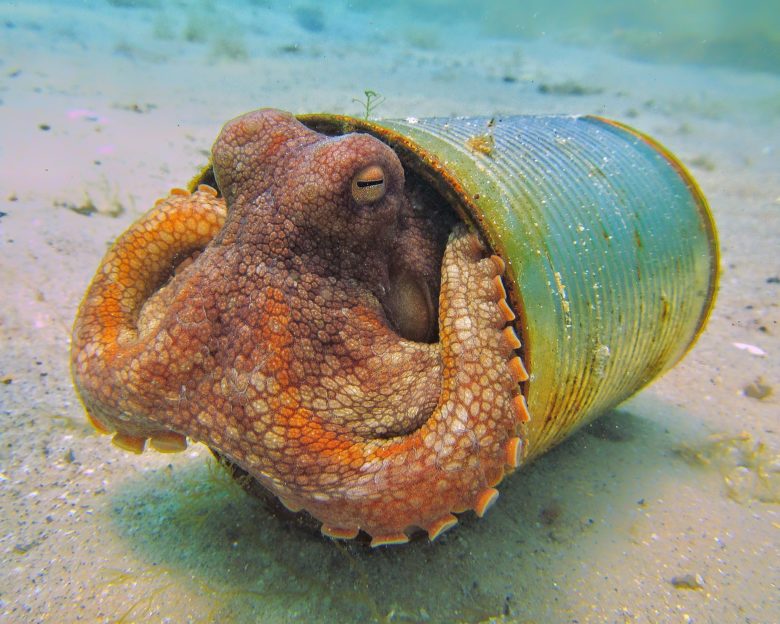 Ein Oktopus in seinem Müll-Haus.© Katieleeosborne, CC BY-SA 4.0 via Wikimedia Commons