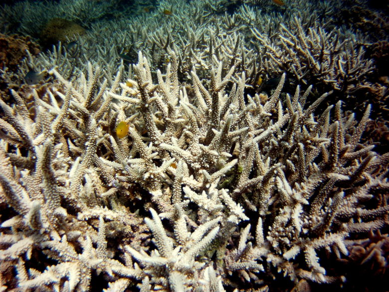 Korallenbleiche im Golf von Thailand. © Petchrung Sukpong (CC BY-SA 2.0)