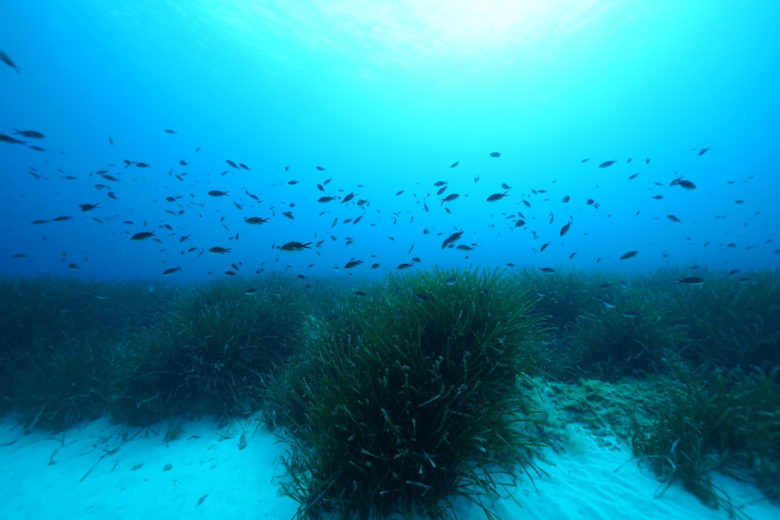 Üppige Seegraswiesen von Posidonia oceanica im Mittelmeer. © HYDRA Marine Sciences GmbH