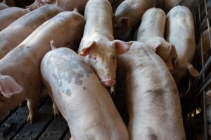 Vollspaltenböden in der Schweinezucht sind weiterhin erlaubt. © Pexels