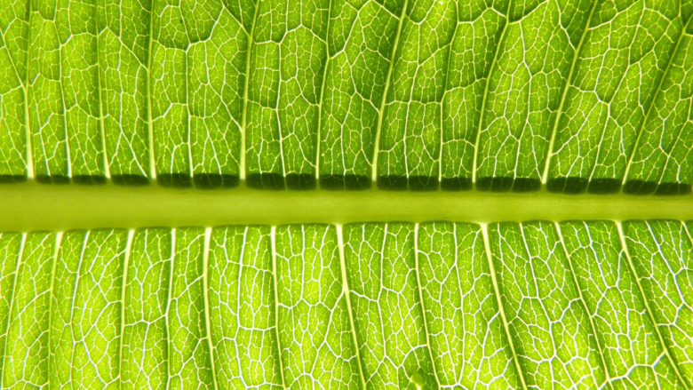 Symbolbild: Forschende wollen Photosynthese ohne Sonnenlicht ermöglichen © makamuki0 on Pixabay