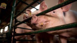 Schweinehaltung: Verbot von Vollspaltböden fix © borevina on Pixabay