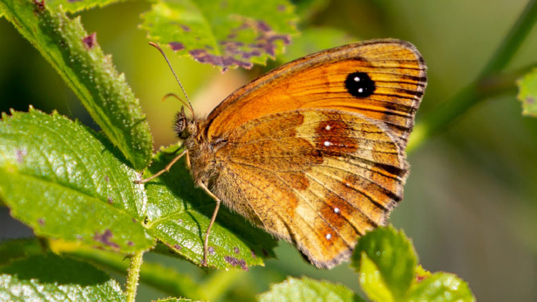 Rotbraunes Ochsenauge: Naturfreundliche Landwirtschaft erhöht Vielfalt © 9436196 on Pixabay