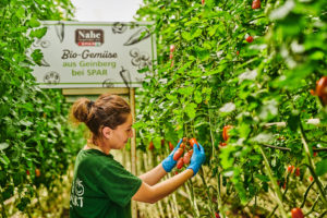 Am Biohof Geinberg werden Bio-Spitzpaprika und Bio-Tomaten handverlesen geerntet. © Spar/Brunnbauer