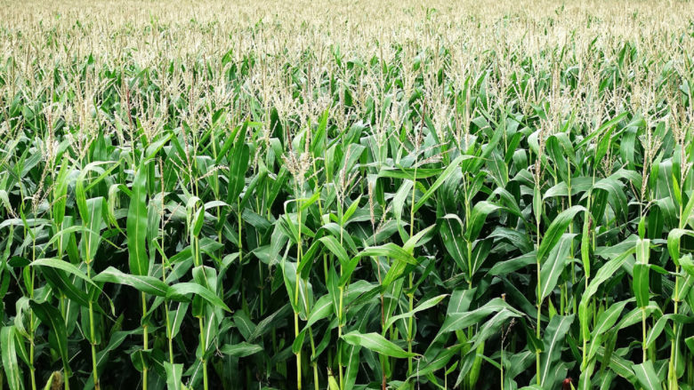 Maisfeld: Lithos Crop Protect schützt vor Schädlingen © aitoff on Pixabay