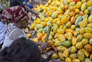 Kakao-Bäuerin in der Côte d'Ivoire. © Fairtrade Czech Republic and Slovakia