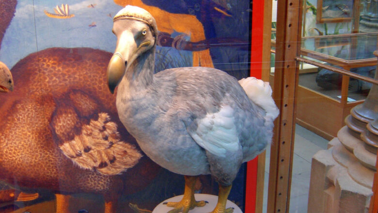 Dodo: Colossal Biosciences will ausgestorbenen Vogel wiederbeleben © 134213 on Pixabay