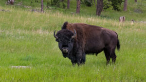 Symbolbild: Bison steigt in Wertpapierhandel ein © Jonathan Mast on Usplash