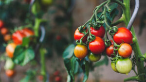 Tomaten: Pflanzen machen bei Stress Geräusche © Markus Spiske on Unsplash
