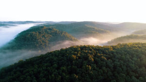 Regenwald: CO2-Gutschriften oft irreführend © John Modaff on Unsplash