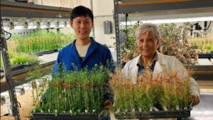 Die Forscher:innen Heeseung Choi und Katie Dehesh und junge, grüne und alte, gelbe Arabidopsis-Pflanzen, die sie im Labor halten. © UCR, Katie Dehesh