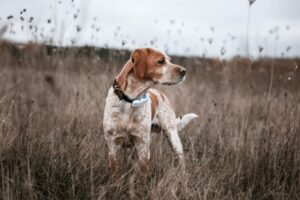 Hund mit Tractive-Tracker. © Tractive
