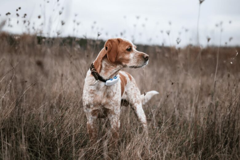 Hund mit Tractive-Tracker. © Tractive