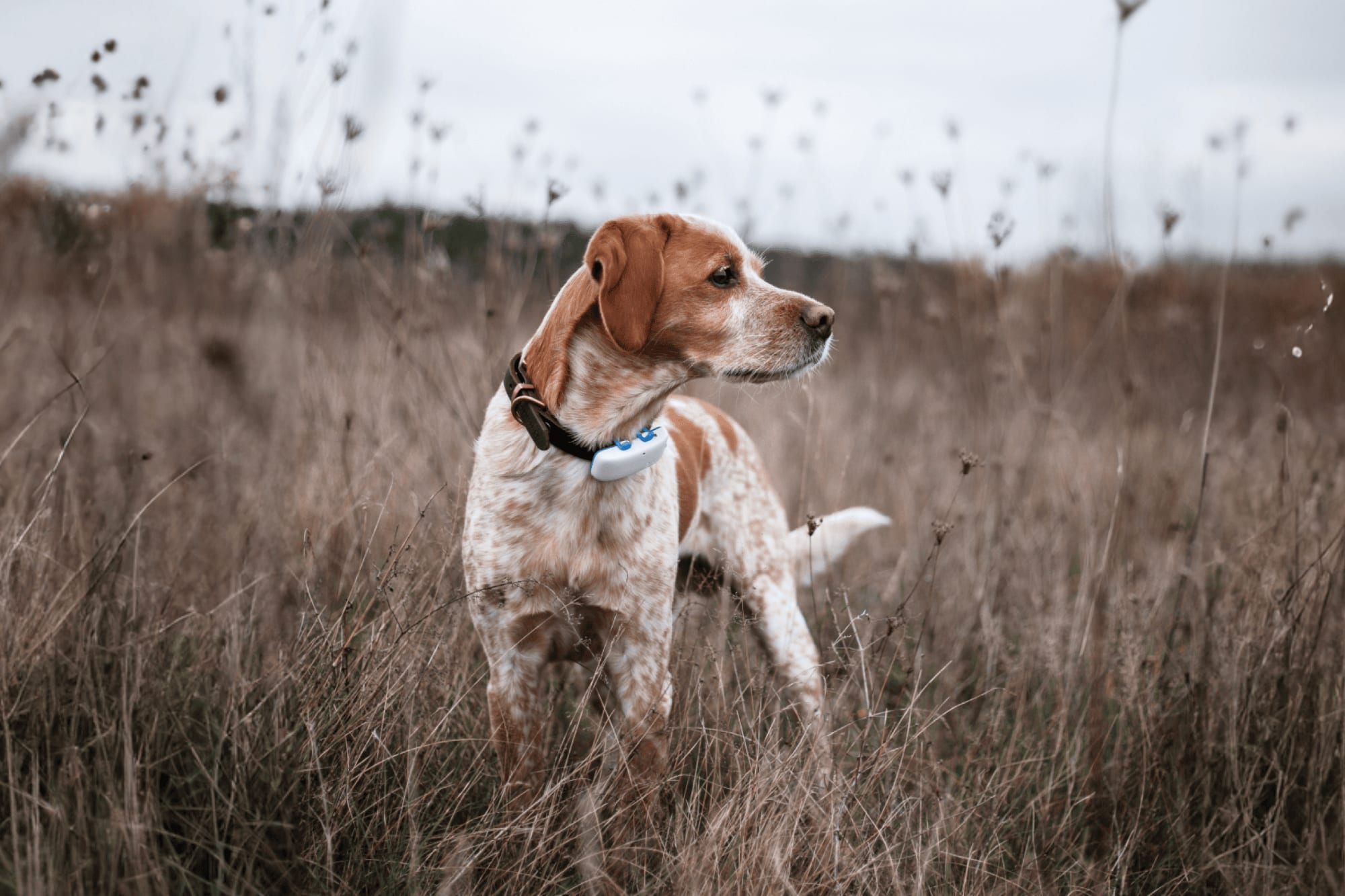 Tractive-bernimmt-Whistle-von-Mars-Petcare