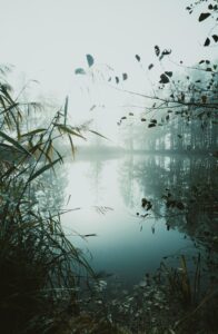 Sumpflandschaft in Schweden. © Markus Spiske auf Unsplash