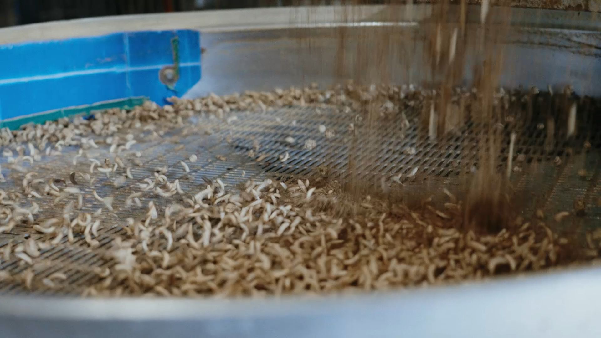 Insekten-Tech. © Reploid Group AG