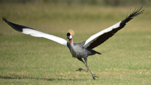 Der Kronenkranich ist das Symbol von Kupando © Kupando