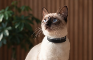 Tractive Katzen-Tracker. © Tractive