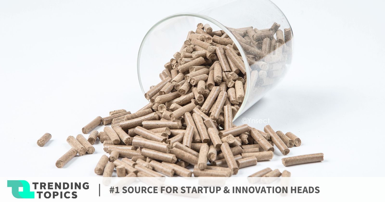 Insect breeding startup collects 160 million euros and realigns