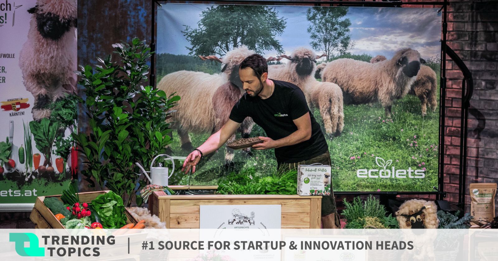 FamilienStartup Ecolets Düngen mit Schafwolle