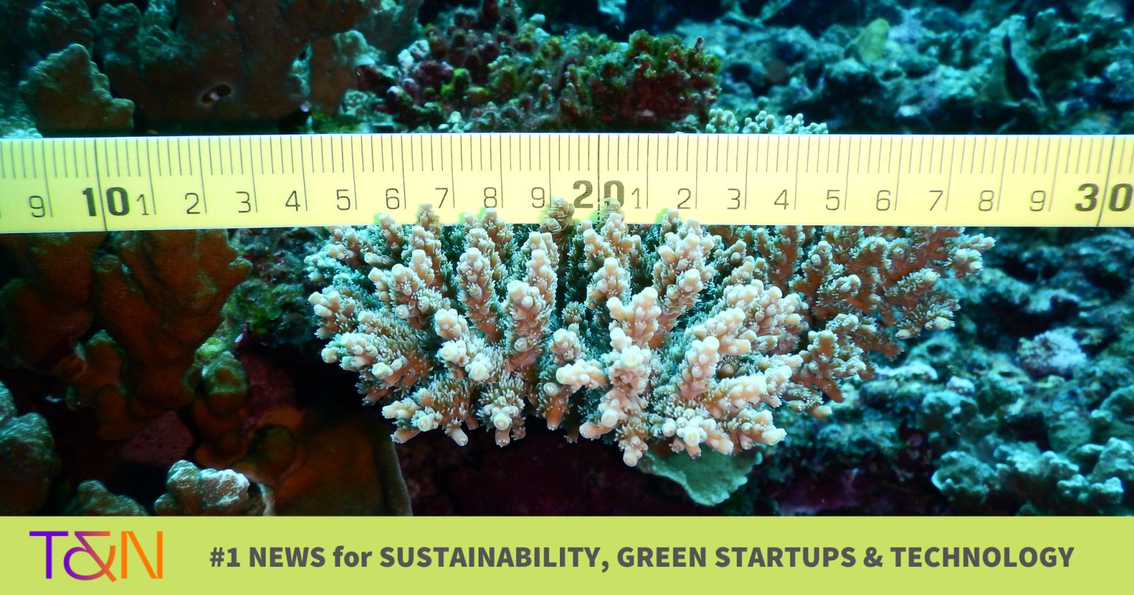 Tauche ein in die bunte Welt der Ausmalbilder: Korallenriffe entdecken und kreativ werden!